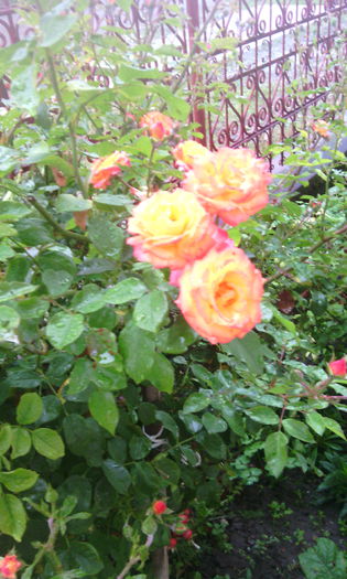 IMG_20141021_173706