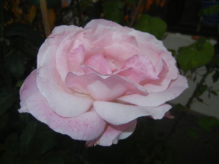 Rose Queen Elisabeth (2014, Oct.19)