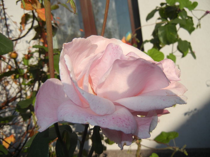 Rose Queen Elisabeth (2014, Oct.19)