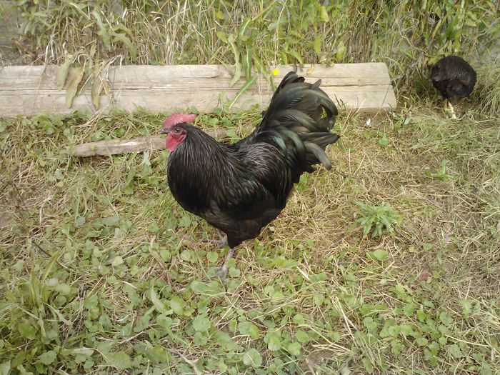 IMG079 - 1 Australorp Negru 2014