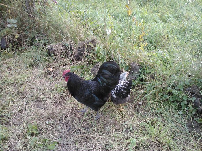 IMG085 - 1 Australorp Negru 2014