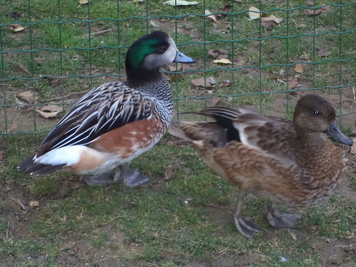fluieratoare de cile si rata cu secera in penaj de tranzitie