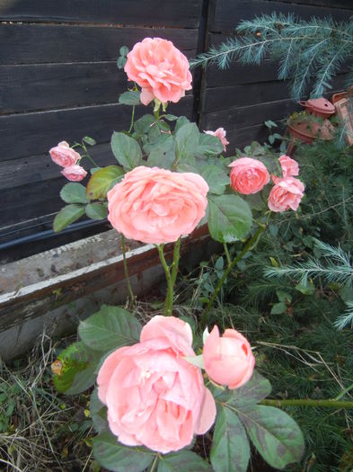 Rose Pleasure (2014, October 19)
