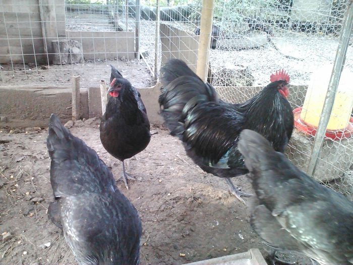 IMG114 - 1 Australorp Negru 2014