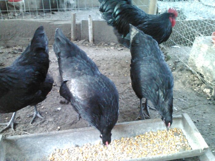 IMG115 - 1 Australorp Negru 2014