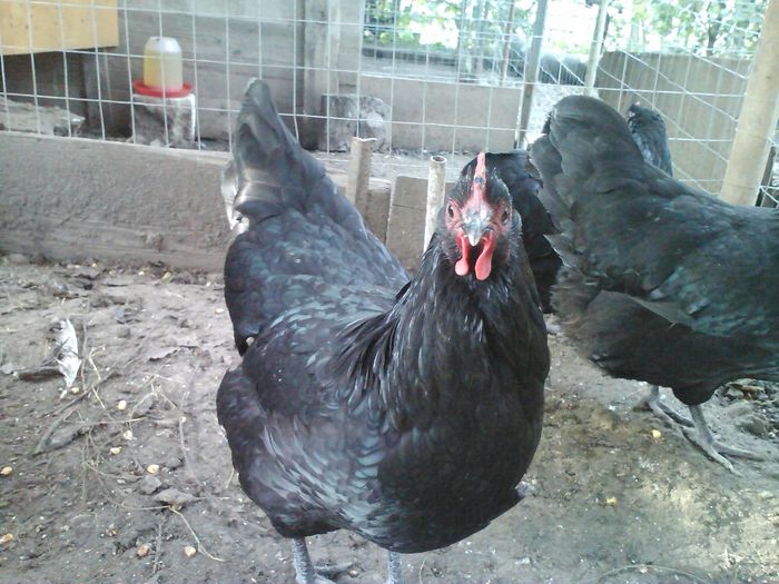 IMG119 - 1 Australorp Negru 2014