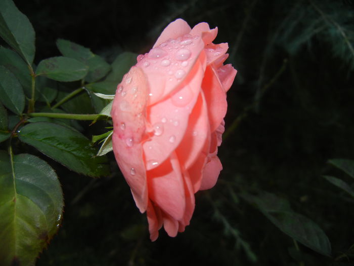Rose Pleasure (2014, October 19)
