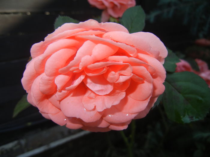 Rose Pleasure (2014, October 19)