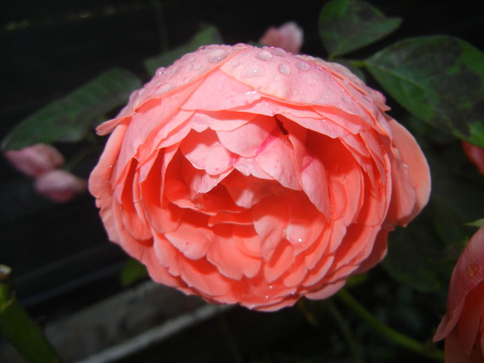 Rose Pleasure (2014, October 19)