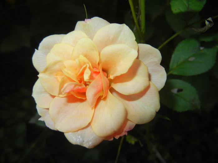 Orange Miniature Rose (2014, Oct.19) - Miniature Rose Orange