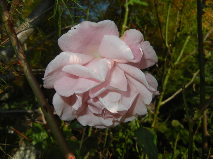 Rose Royal Highness (2014, Oct.19) - Rose Royal Highness