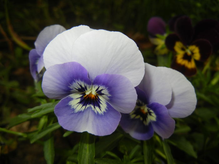 Pansy (2014, September 07) - PANSY_Viola tricolor