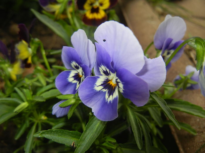 Pansy (2014, September 07) - PANSY_Viola tricolor