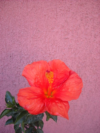 025 - HIBISCUS- 2014