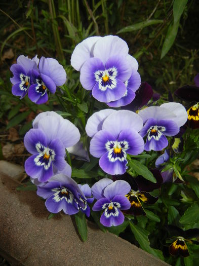 Pansy (2014, September 12) - PANSY_Viola tricolor