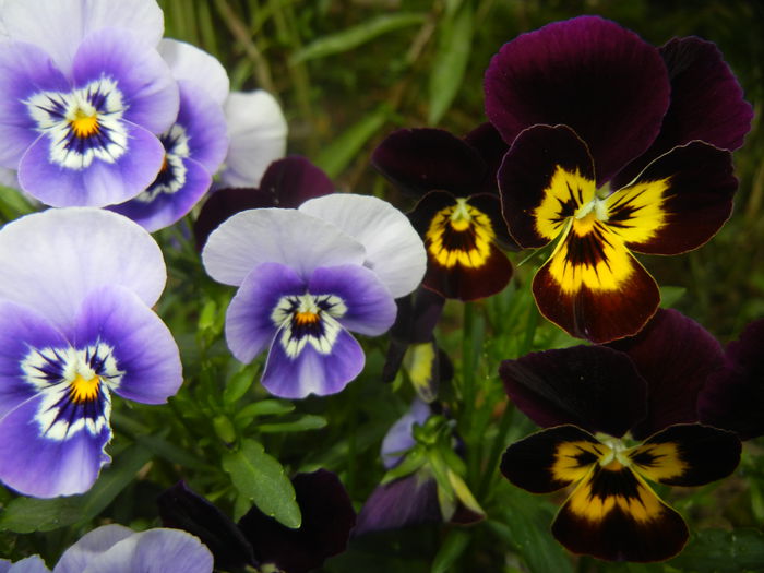 Pansy (2014, September 12) - PANSY_Viola tricolor