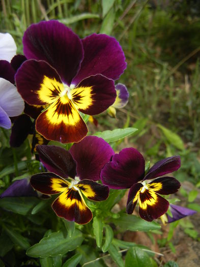 Pansy (2014, September 12) - PANSY_Viola tricolor