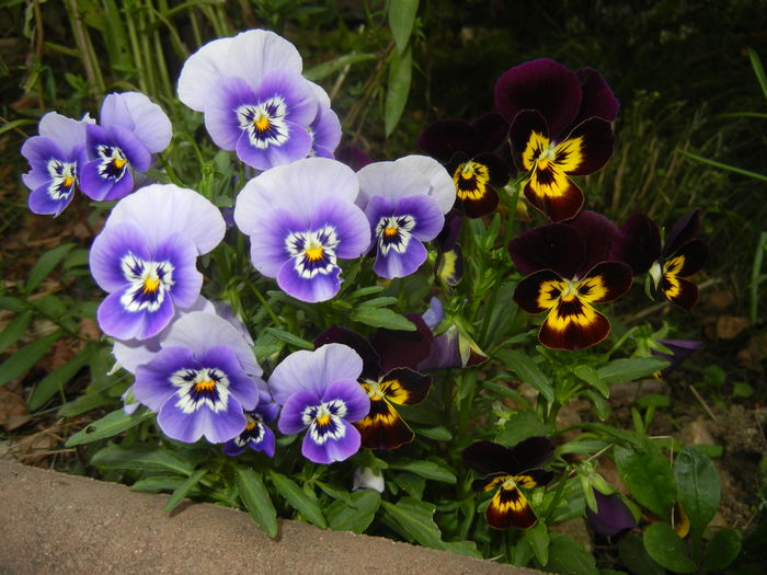 Pansy (2014, September 12) - PANSY_Viola tricolor