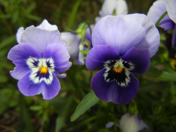 Pansy (2014, September 12) - PANSY_Viola tricolor