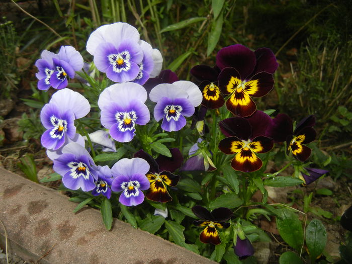 Pansy (2014, September 12) - PANSY_Viola tricolor