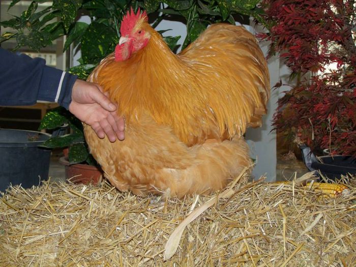 1891105_606336619489343_3001300301207908106_n