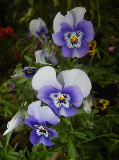 Pansy (2014, October 09) - PANSY_Viola tricolor