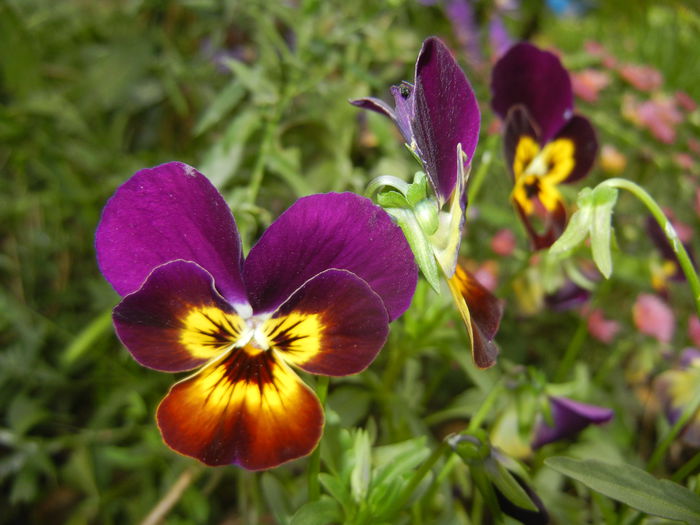 Pansy (2014, October 09) - PANSY_Viola tricolor
