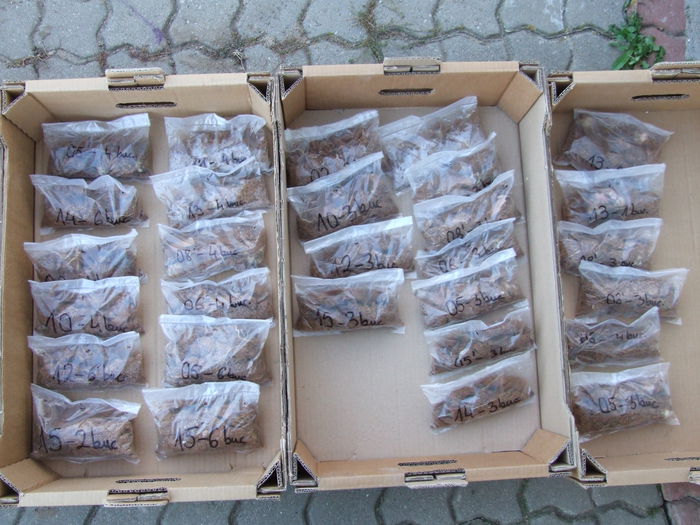 pregatirea pentru transport; astazi am ambalat bulbii pentru o parte din comenzi.
