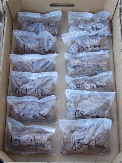 pregatirea pentru transport; astazi am ambalat bulbii pentru o parte din comenzi.
