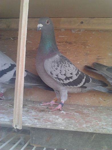 IMG_20141019_113607_113