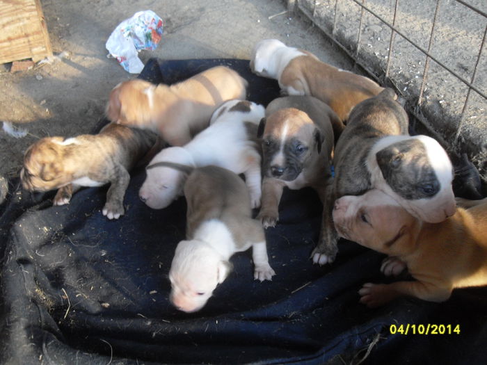 SDC14012 - poze catelusi pitbulll