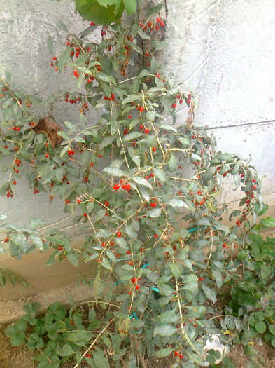 goji Sweet Lifeberry - Gradina mea