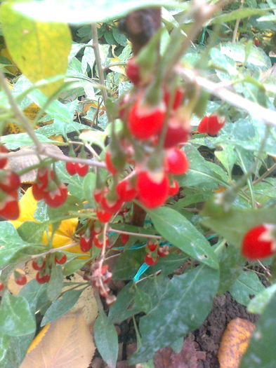 goji Sweet Lifeberry; Butas de goji Sweet Lifeberry,de anul acesta,plin cu fructe.
