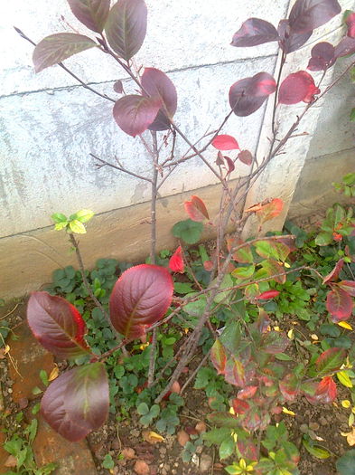 Aronia Melanocarpa Hugin; Il am de 2 ani si a fructificat din primul an.
