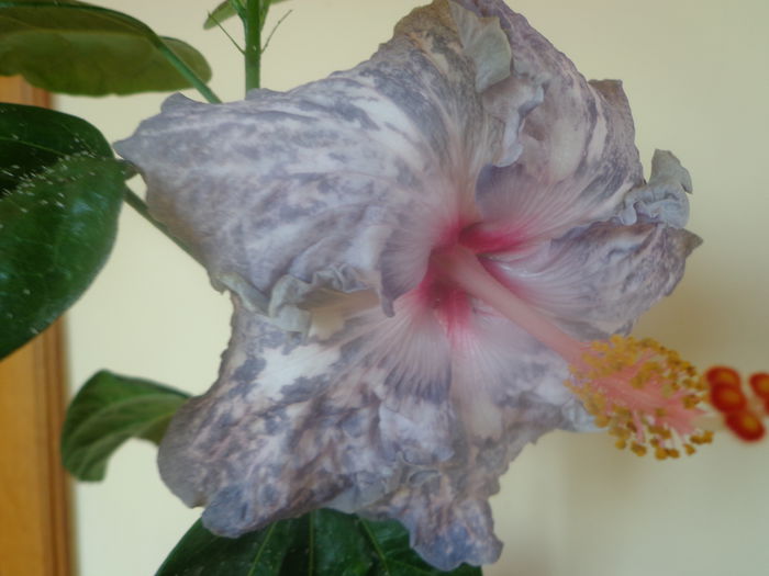 044 - HIBISCUS WHITE DIAMONDS