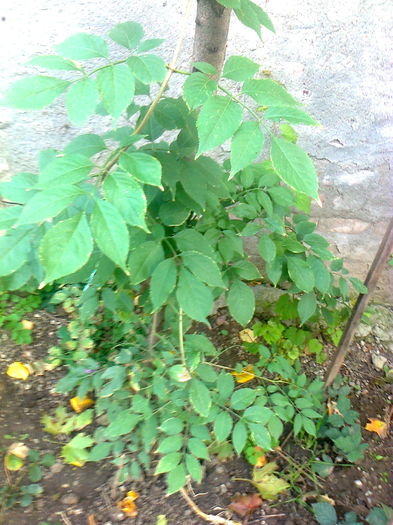 Soc negru Haschberg; Soc negru Haschberg,cumparat anul acesta de la Plantemania.
