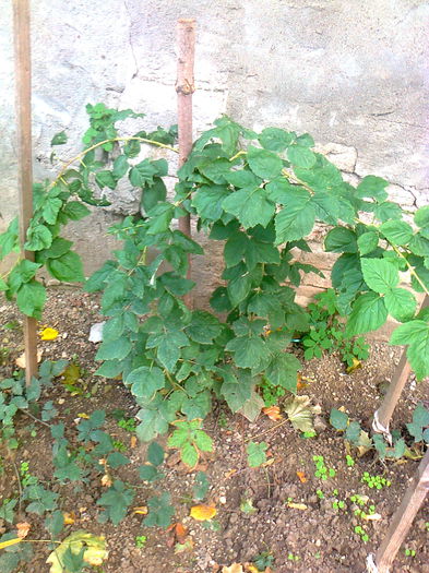 Zmeur Tula Magic; Zmeur Tula Magic, cumparat anul acesta de la Sweet Garden.
