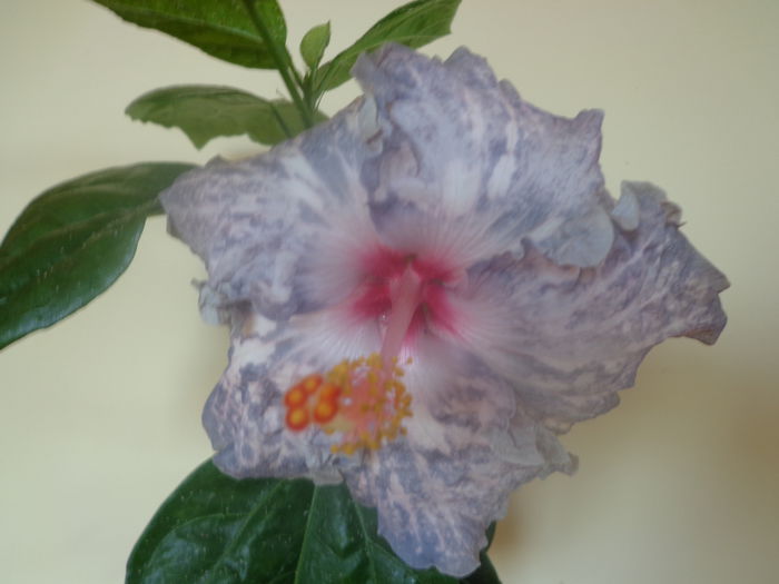 042 - HIBISCUS WHITE DIAMONDS