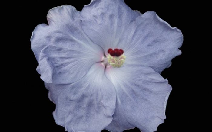 Cajun BLUE-Hibiscus SOL LUTOS - Codruta Cajun blue