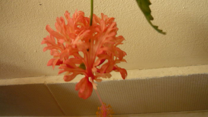 185 - Codruta schizopetalus