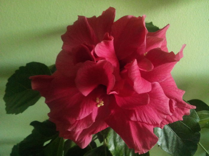  - hibiscus