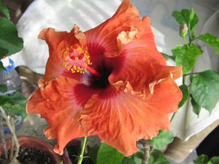 IMG_1305 - Hibiscus 2