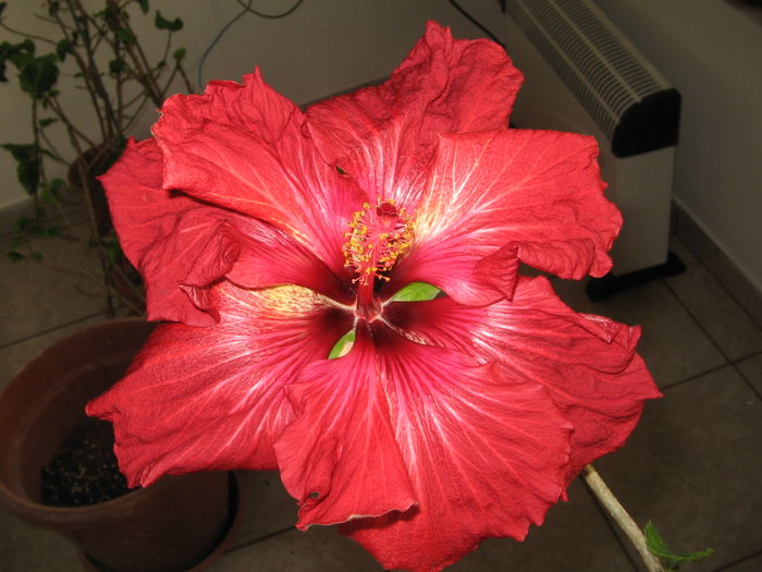 IMG_1308 - Hibiscus 2