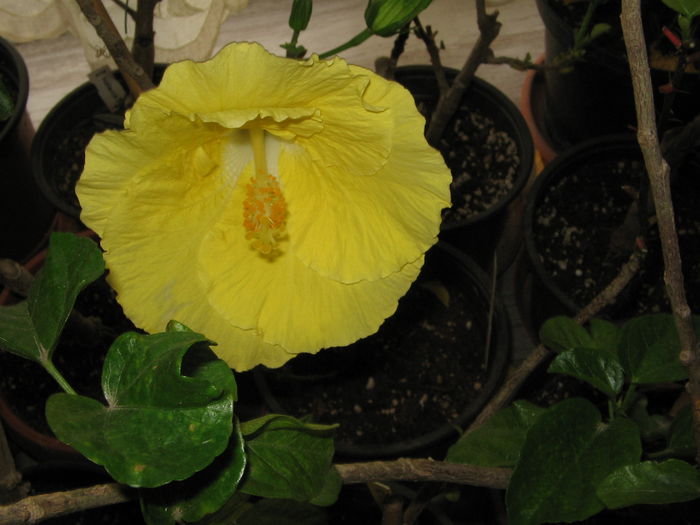 IMG_1312 - Hibiscus 2