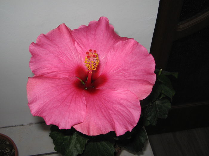 IMG_1316 - Hibiscus 2