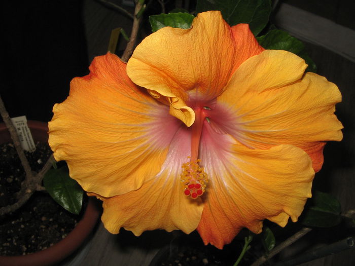 IMG_1321 - Hibiscus 2