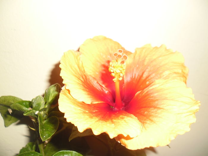 032 - Hibiscus 2014-1
