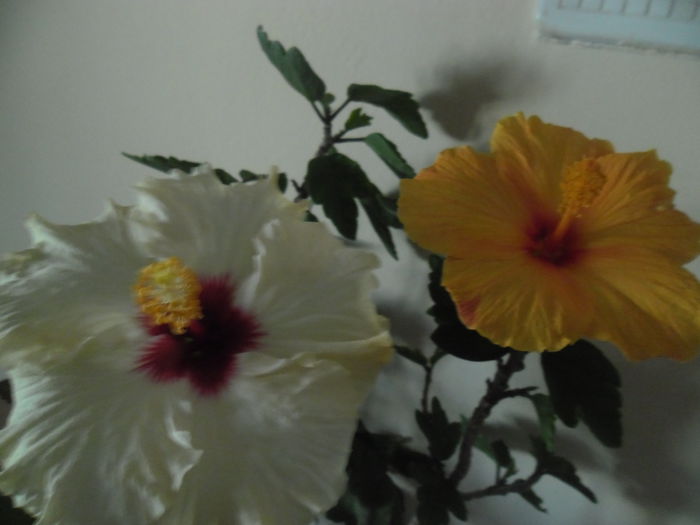 Boreas White   Bari - Hibiscus 2014-1