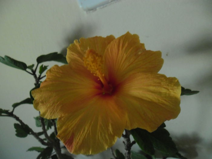069 - Hibiscus 2014-1