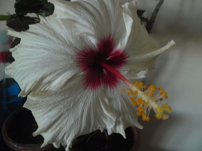 Boreas White -a doua zi - Hibiscus 2014-1